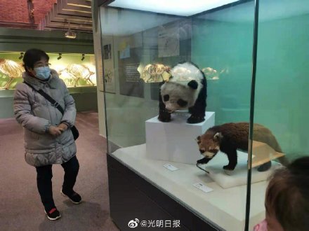 来北京自然博物馆看大熊猫化石