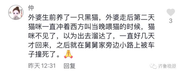 主人去世猫咪绝食而亡，网友评论泪目了