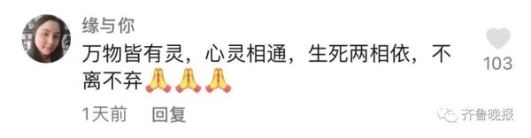 主人去世猫咪绝食而亡，网友评论泪目了