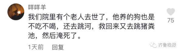 主人去世猫咪绝食而亡，网友评论泪目了
