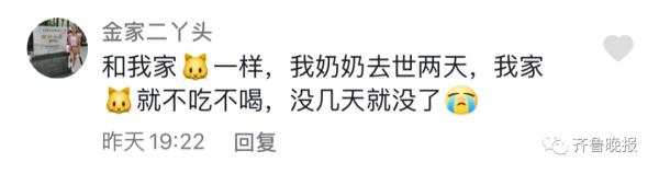主人去世猫咪绝食而亡，网友评论泪目了