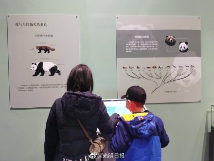 来北京自然博物馆看大熊猫化石
