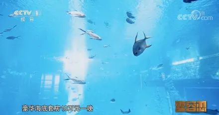 每天坐高铁来沪睡豪宅！95后贪污7000万，带女友住10万/晚酒店
