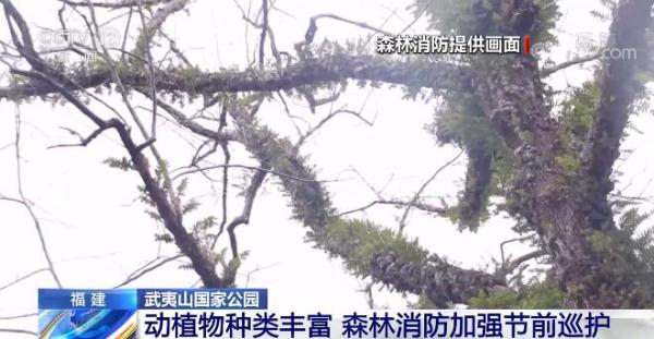森林火警电话你知道吗？武夷山国家公园动植物种类丰富 森林消防加强巡护