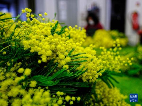 法国南部：金合欢盛开
