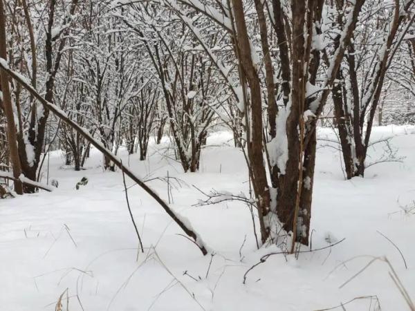 今夜起，河南雪势将再加大！