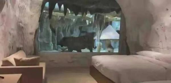 酒店推“虎景房”引热议，老虎就在窗外徘徊...你敢体验吗？