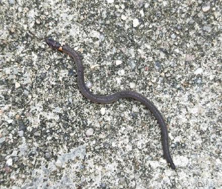 韶关始兴首次发现钝尾两头蛇