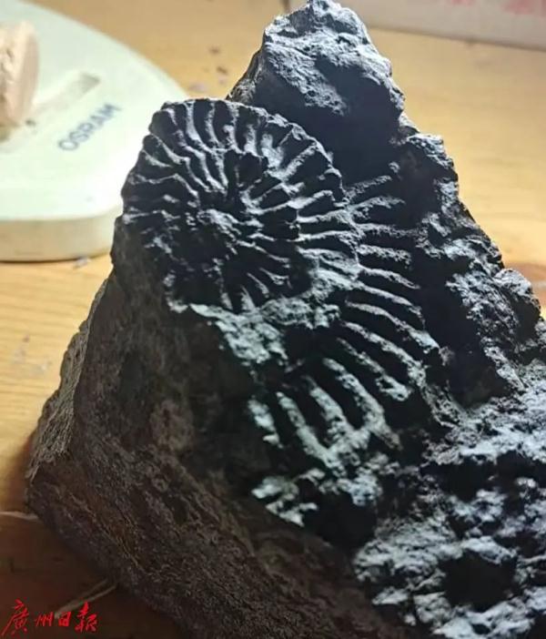 广州初中生“偶然”发现恐龙足迹，广东有恐龙的地方又多了一个