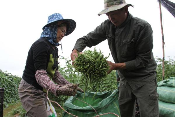 云南景洪：蔬菜供应节前市场