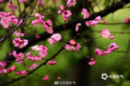 浙江金华雨中红梅更娇艳 花瓣落满地