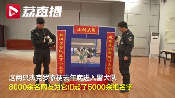 公布了！叫“状元豆”和“糖芋苗”