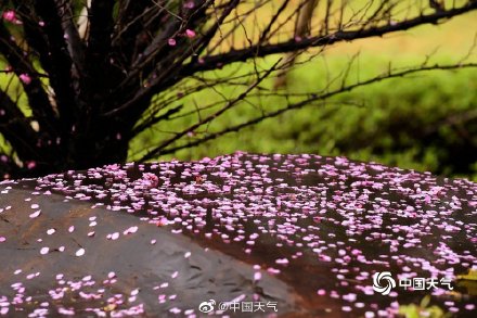 浙江金华雨中红梅更娇艳 花瓣落满地