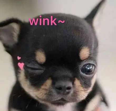 明天迎“小年”!除夕嘛天? 明天迎“小年”!除夕嘛天?