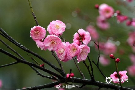 浙江金华雨中红梅更娇艳 花瓣落满地