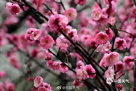 浙江金华雨中红梅更娇艳 花瓣落满地