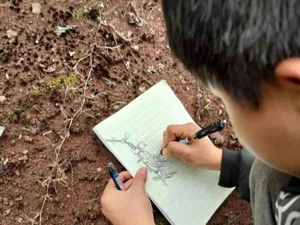 13岁学生偷偷手绘“本草纲目”，意外走红