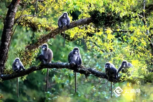 春节出游，全是干货丨云南16州市景区优惠暨文旅活动速看→