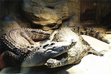 变色龙、绿海龟……重庆动物园两栖爬行动物科普生态长廊开放了 变色龙、绿海龟……重庆动物园两栖爬行动物科普生态长廊开放了