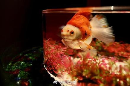 圆形鱼缸会逼疯金鱼?英媒:这是“虐待动物” 圆形鱼缸会逼疯金鱼?英媒:这是“虐待动物”