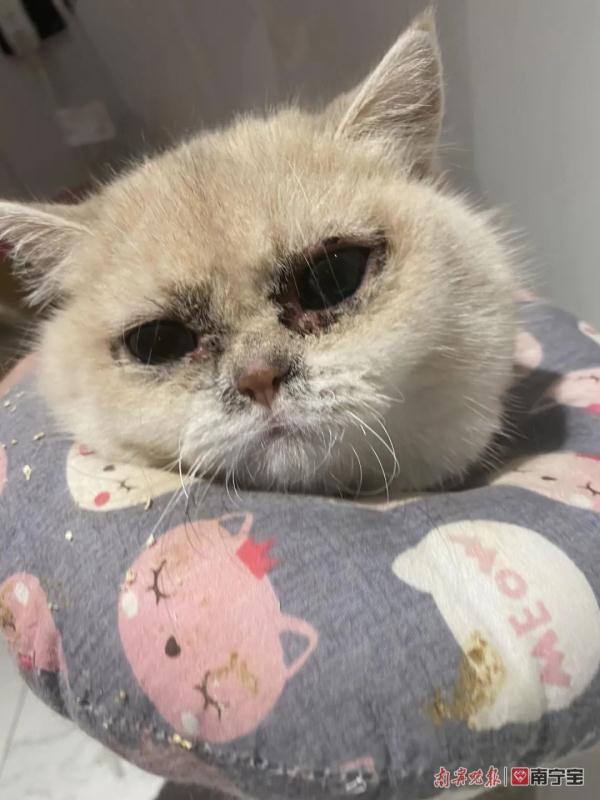 女子网购名贵品种宠物猫发现不对劲，反被卖家起诉！法院判了