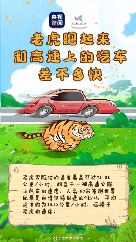 虎的夜视力是人类的6倍