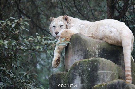 沾虎气！重庆稀奇金虎银虎白虎皆亮相