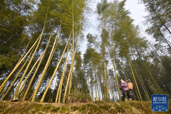 这个四川妹子去年卖了4000万斤萝卜