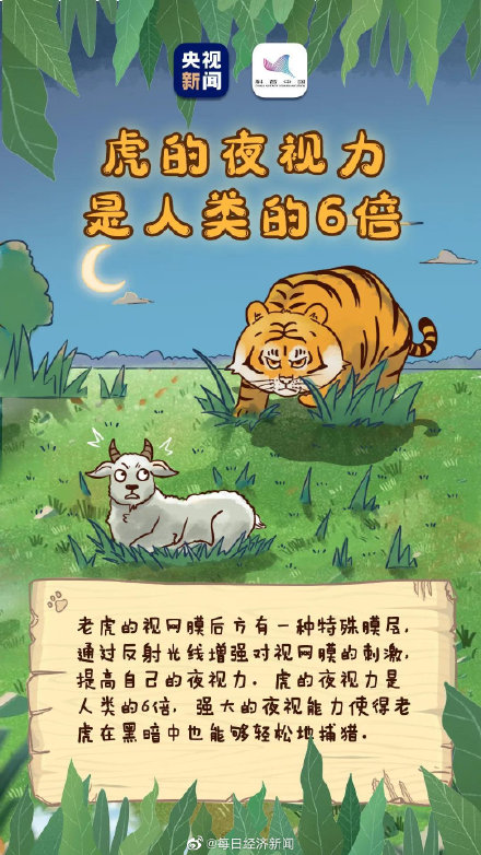 虎的夜视力是人类的6倍