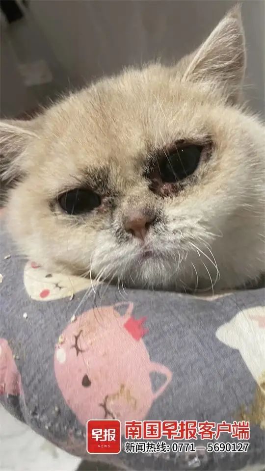 南宁一女子花2万元买到只病猫,却反被卖家告上法院! 南宁一女子花2万元买到只病猫,却反被卖家告上法院!