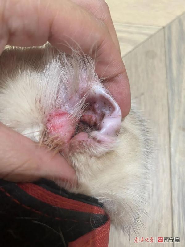 女子网购名贵品种宠物猫发现不对劲，反被卖家起诉！法院判了