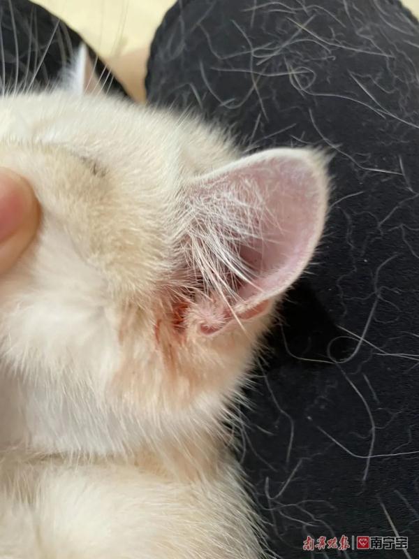 女子网购名贵品种宠物猫发现不对劲，反被卖家起诉！法院判了