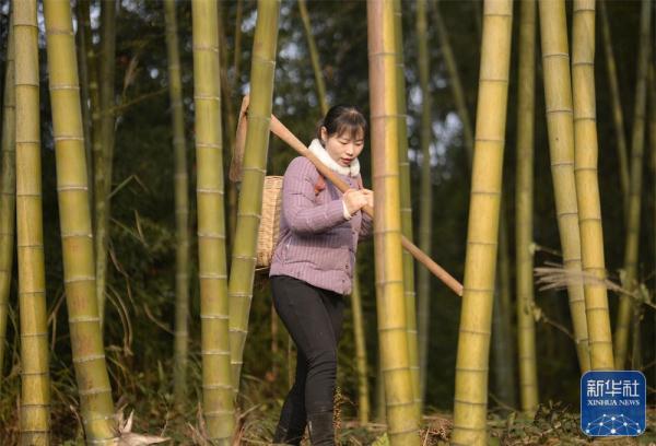 这个四川妹子去年卖了4000万斤萝卜