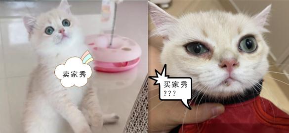 女子网购名贵品种宠物猫发现不对劲，反被卖家起诉！法院判了