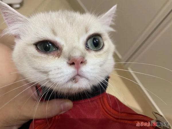 女子网购名贵品种宠物猫发现不对劲，反被卖家起诉！法院判了