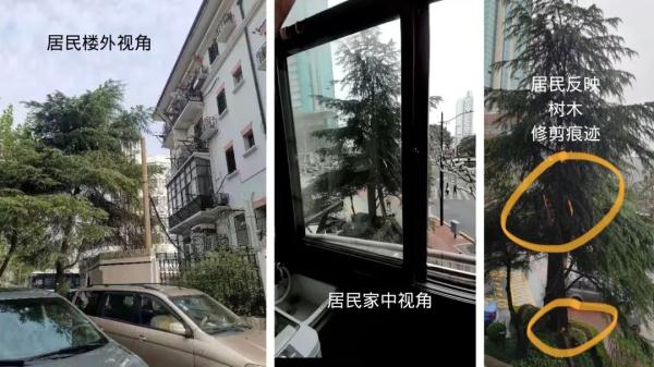 松树长到3层楼高“屏蔽”阳光，上海阿姨疾呼：还我太阳！到底怎么办→