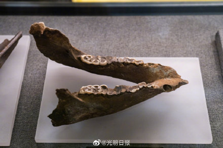 4500年前古蜀先民爱吃什么 4500年前古蜀先民爱吃什么