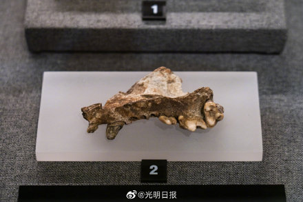 4500年前古蜀先民爱吃什么 4500年前古蜀先民爱吃什么