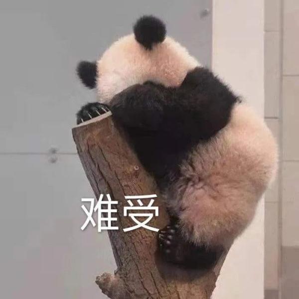 松树长到3层楼高“屏蔽”阳光，上海阿姨疾呼：还我太阳！到底怎么办→