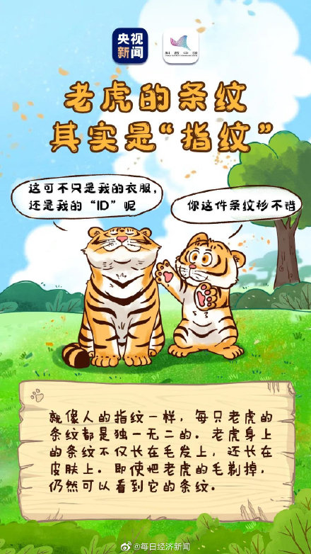 虎的夜视力是人类的6倍