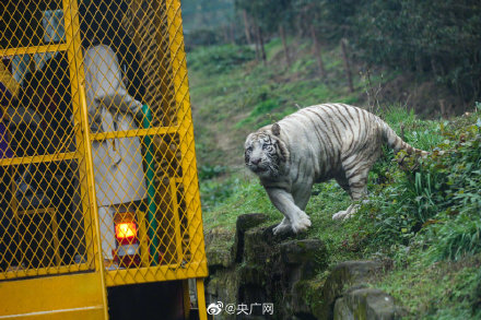 沾虎气！重庆稀奇金虎银虎白虎皆亮相