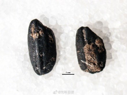 4500年前古蜀先民爱吃什么 4500年前古蜀先民爱吃什么