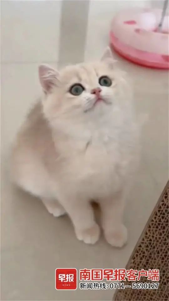 南宁一女子花2万元买到只病猫,却反被卖家告上法院! 南宁一女子花2万元买到只病猫,却反被卖家告上法院!