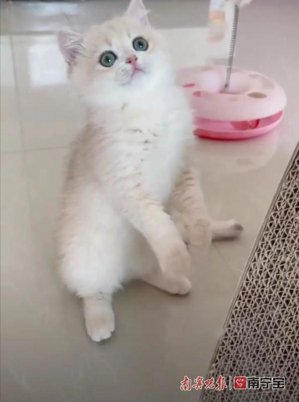 女子网购名贵品种宠物猫发现不对劲，反被卖家起诉！法院判了