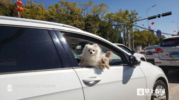 铲屎官返乡,崽子要寄养还是托人上门喂?专家这样说… 铲屎官返乡,崽子要寄养还是托人上门喂?专家这样说…