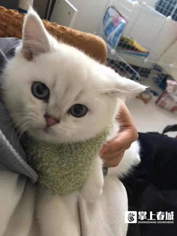 铲屎官返乡,崽子要寄养还是托人上门喂?专家这样说… 铲屎官返乡,崽子要寄养还是托人上门喂?专家这样说…