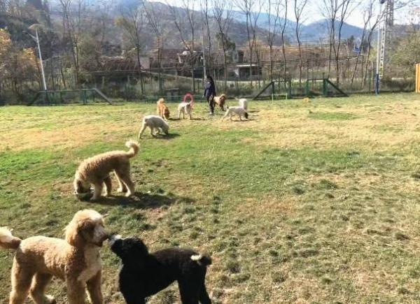 铲屎官返乡,崽子要寄养还是托人上门喂?专家这样说… 铲屎官返乡,崽子要寄养还是托人上门喂?专家这样说…