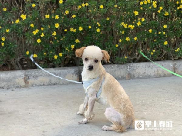 铲屎官返乡,崽子要寄养还是托人上门喂?专家这样说… 铲屎官返乡,崽子要寄养还是托人上门喂?专家这样说…