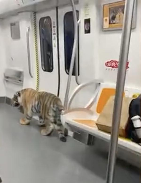 地铁上现“猛虎”?目击乘客:它主人还骑上去了 地铁上现“猛虎”?目击乘客:它主人还骑上去了
