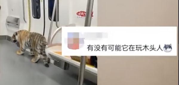 地铁上现“猛虎”?目击乘客:它主人还骑上去了 地铁上现“猛虎”?目击乘客:它主人还骑上去了
